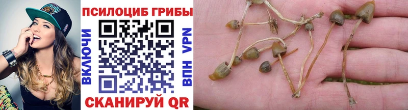 Купить где Велиж Псилоцибиновые грибы Cubensis